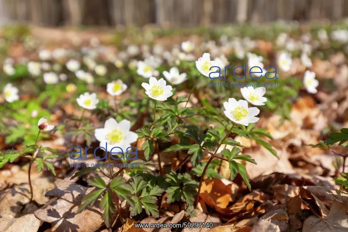 : Wood Anemone : Wood Anemone