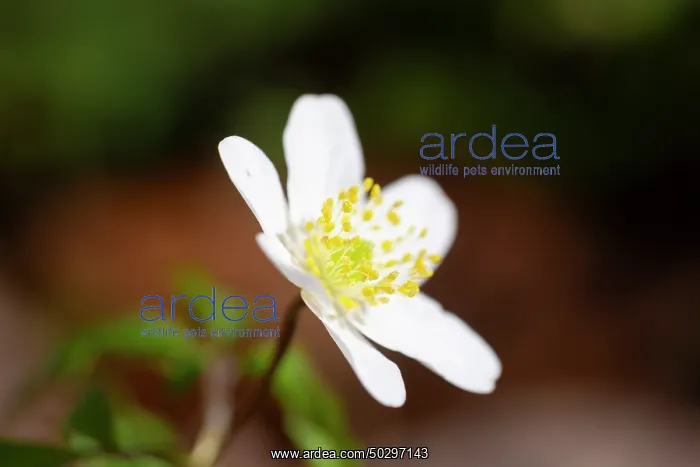 : Wood Anemone : Wood Anemone
