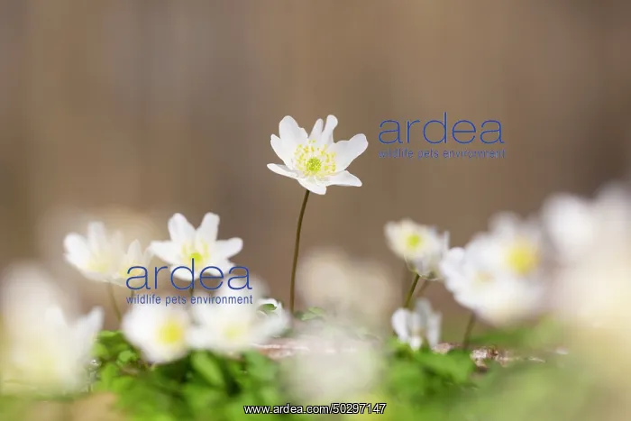 : Wood Anemone : Wood Anemone