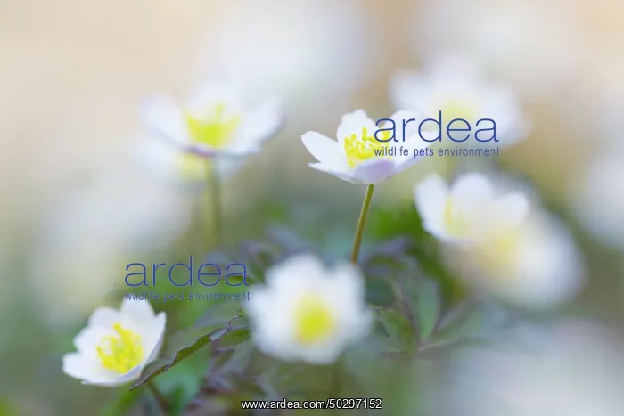 : Wood Anemone : Wood Anemone