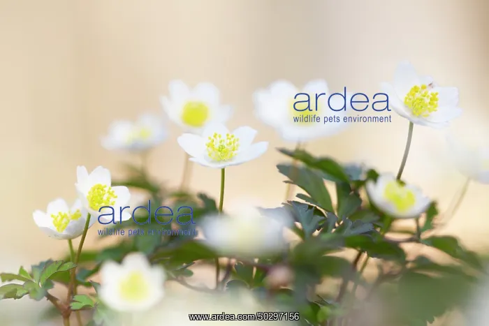 : Wood Anemone : Wood Anemone
