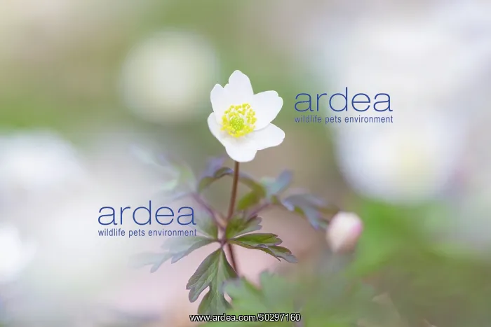 : Wood Anemone : Wood Anemone