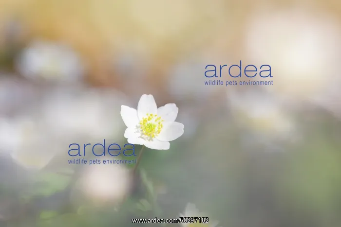 : Wood Anemone : Wood Anemone
