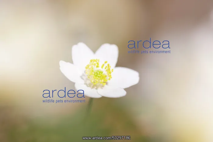 : Wood Anemone : Wood Anemone