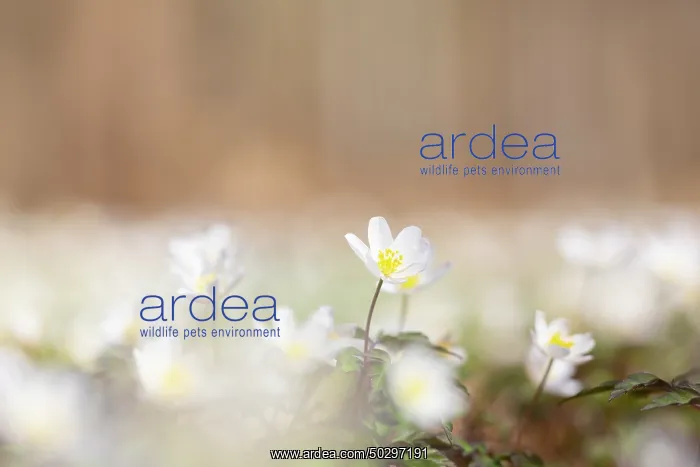 : Wood Anemone : Wood Anemone
