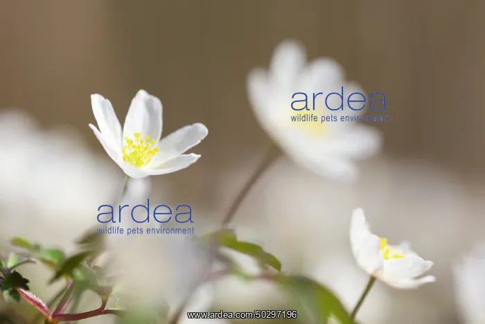 : Wood Anemone : Wood Anemone