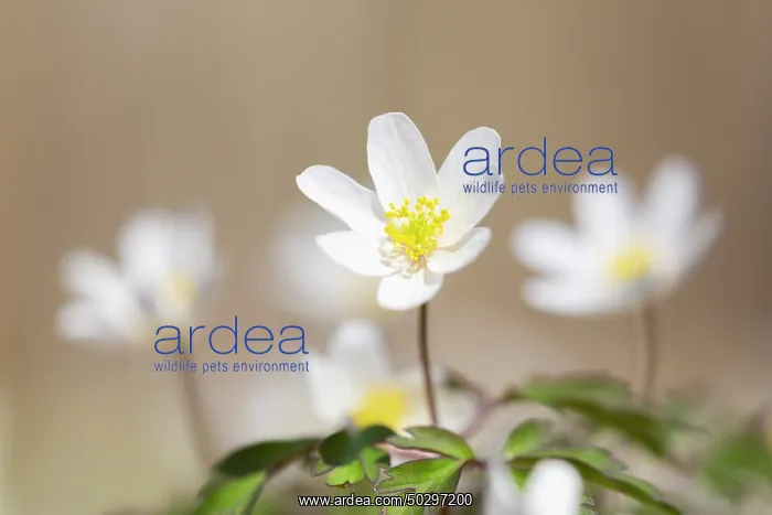 : Wood Anemone : Wood Anemone