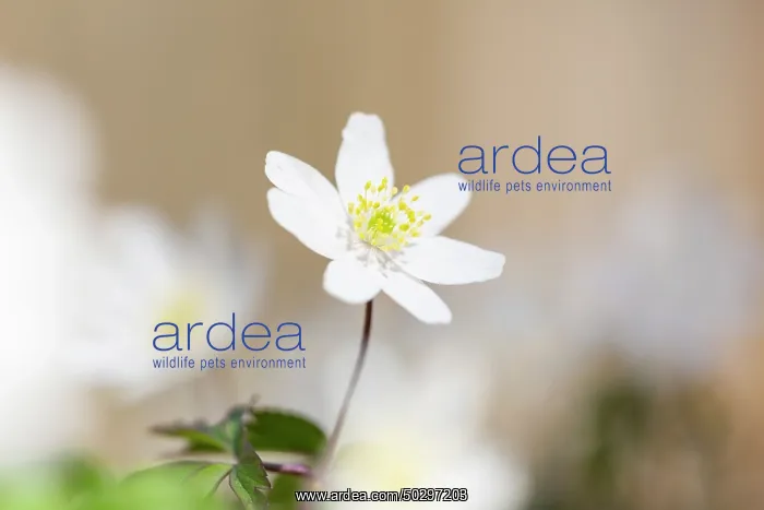: Wood Anemone : Wood Anemone