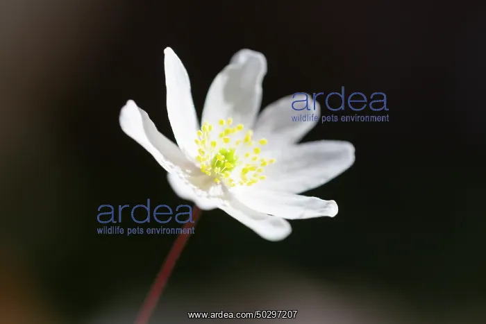 : Wood Anemone : Wood Anemone