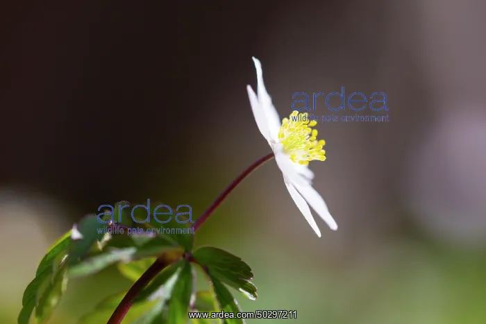 : Wood Anemone : Wood Anemone