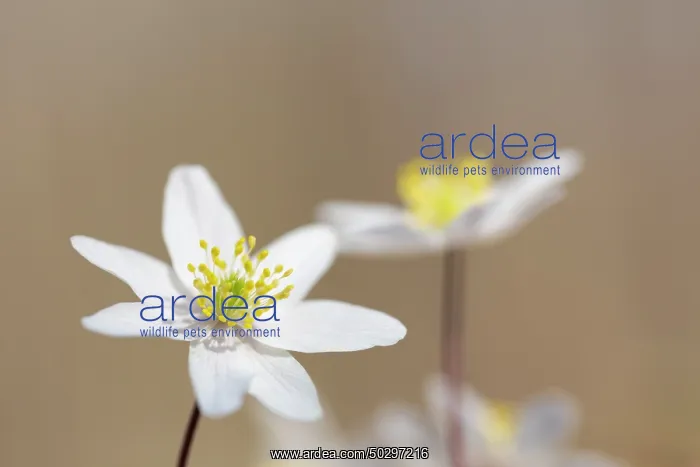 : Wood Anemone : Wood Anemone