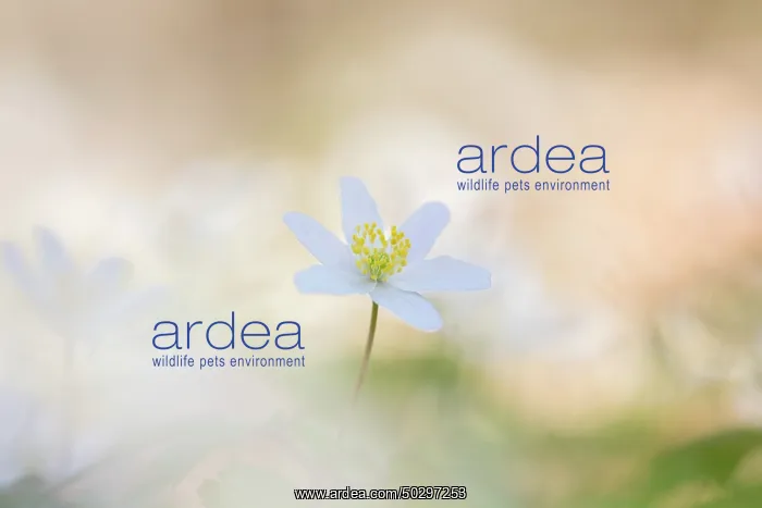 : Wood Anemone : Wood Anemone