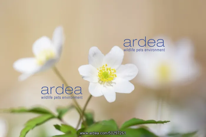 : Wood Anemone : Wood Anemone