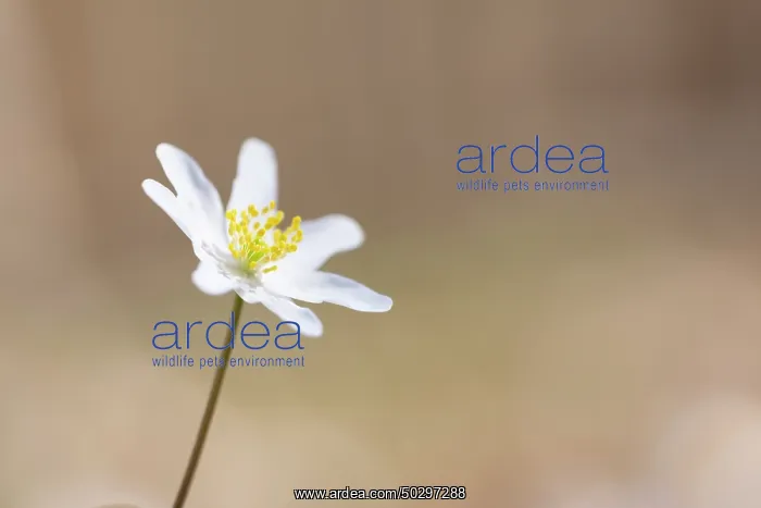 : Wood Anemone : Wood Anemone