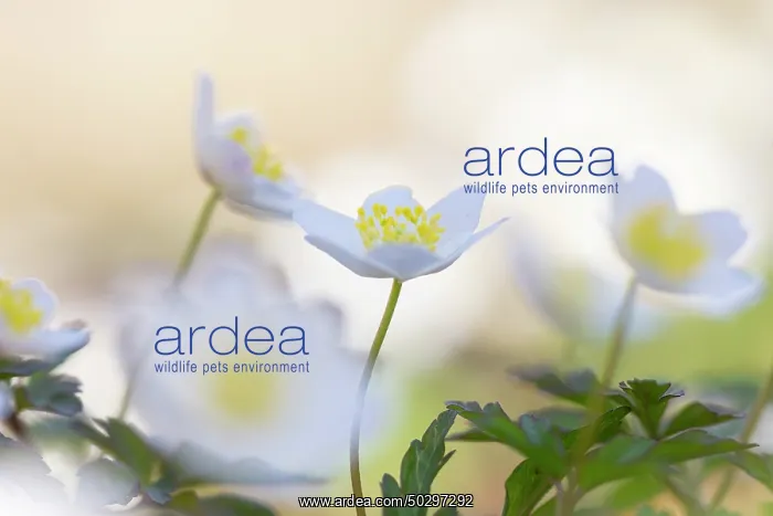 : Wood Anemone : Wood Anemone