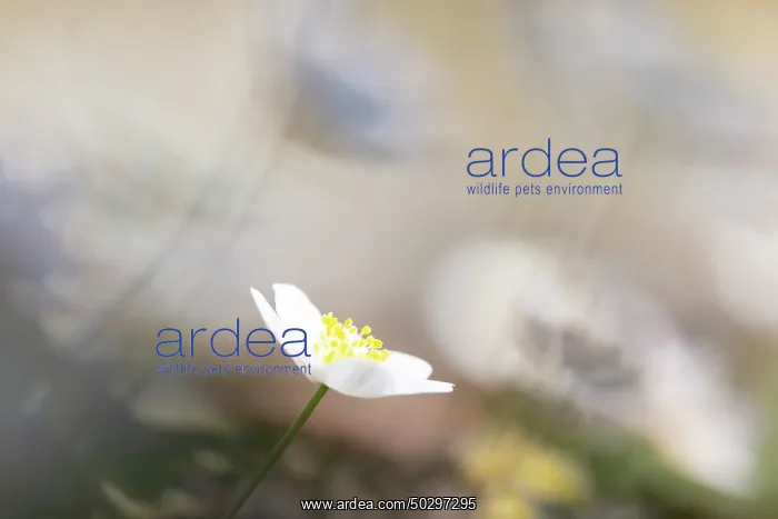 : Wood Anemone : Wood Anemone