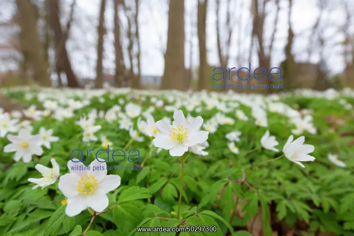 : Wood Anemone : Wood Anemone