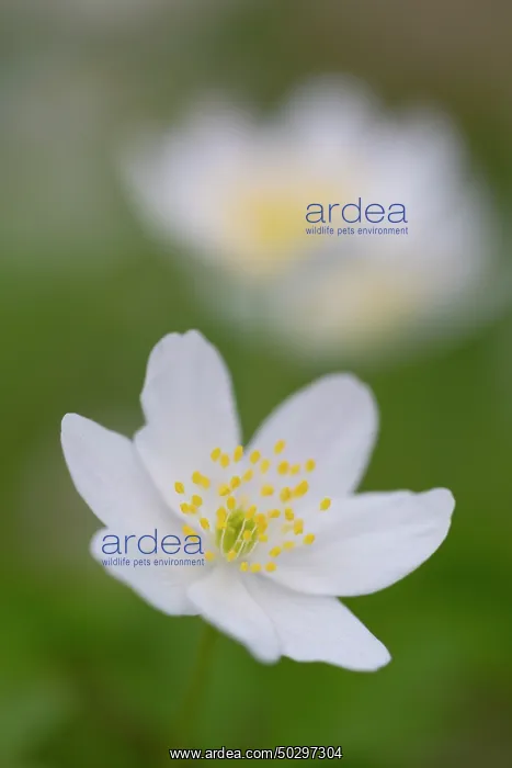 : Wood Anemone : Wood Anemone