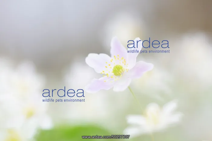 : Wood Anemone : Wood Anemone