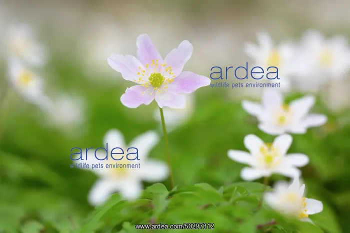 : Wood Anemone : Wood Anemone