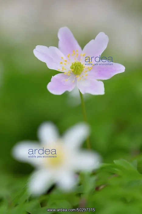 : Wood Anemone : Wood Anemone
