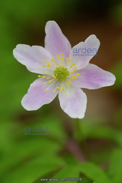 : Wood Anemone : Wood Anemone