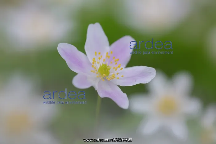 : Wood Anemone : Wood Anemone