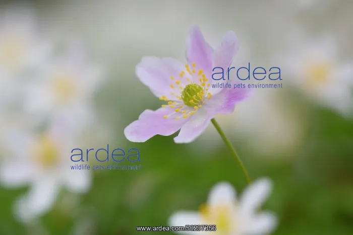 : Wood Anemone : Wood Anemone