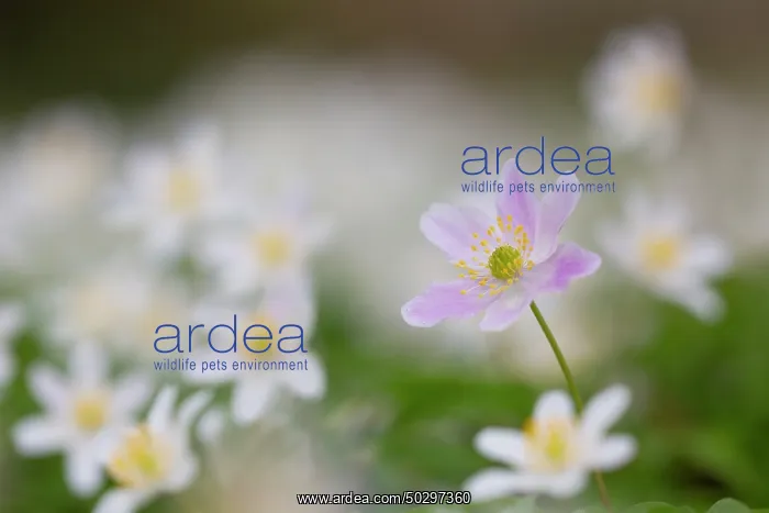 : Wood Anemone : Wood Anemone
