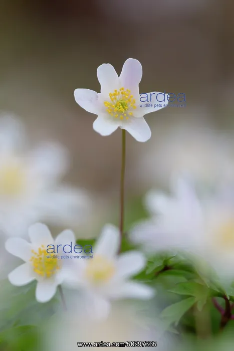 : Wood Anemone : Wood Anemone