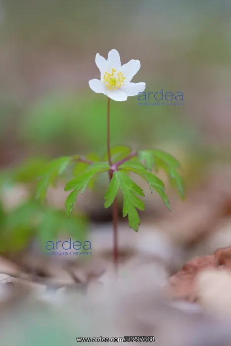 : Wood Anemone : Wood Anemone