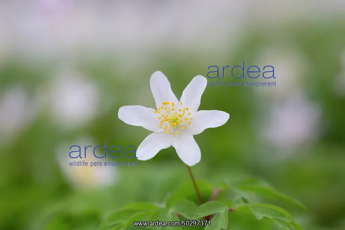 : Wood Anemone : Wood Anemone