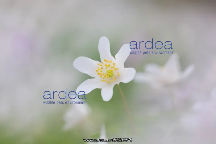 : Wood Anemone : Wood Anemone