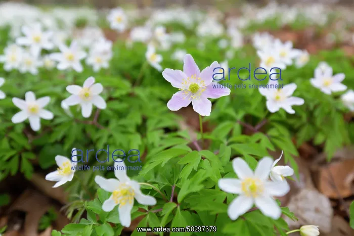 : Wood Anemone : Wood Anemone