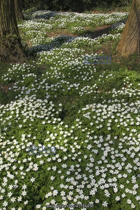 : Wood Anemone (Anemone nemorosa) covering forest : Wood Anemone (Anemone nemorosa) covering forest