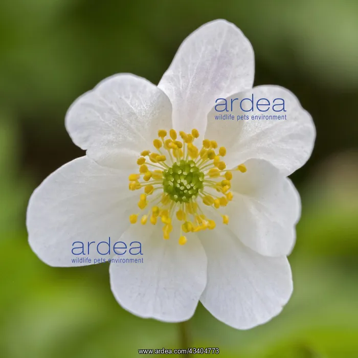 : Wood anemone (Anemone nemorosa) flowering in spring forest : Wood anemone (Anemone nemorosa) flowering in spring forest