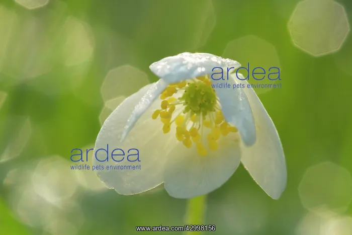: Wood Anemone - blossom of a single flower with : Wood Anemone - blossom of a single flower with