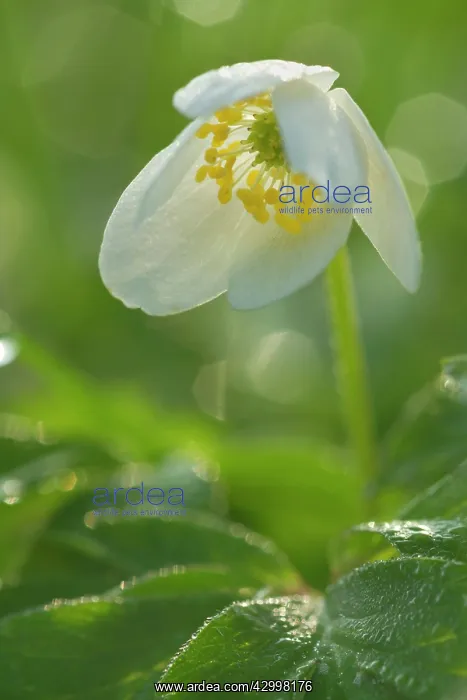  : Wood Anemone - blossom of a single flower with