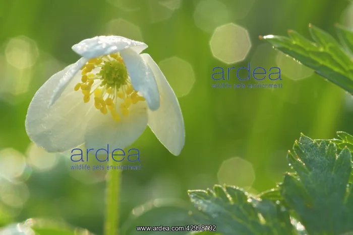 : Wood Anemone - blossom of a single flower with : Wood Anemone - blossom of a single flower with