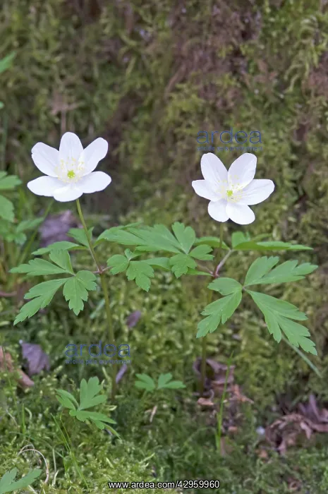 : Wood Anemone - close up of two flowers : Wood Anemone - close up of two flowers