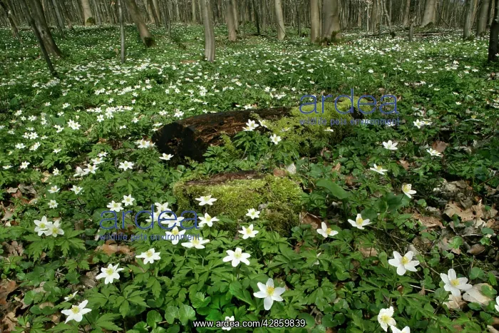: Wood Anemone - dense population on forest floor : Wood Anemone - dense population on forest floor