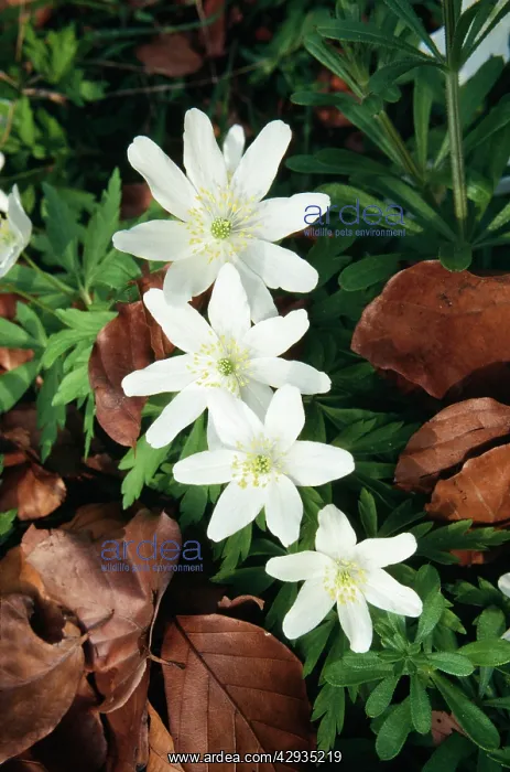 : WOOD ANEMONE - four flowers : WOOD ANEMONE - four flowers