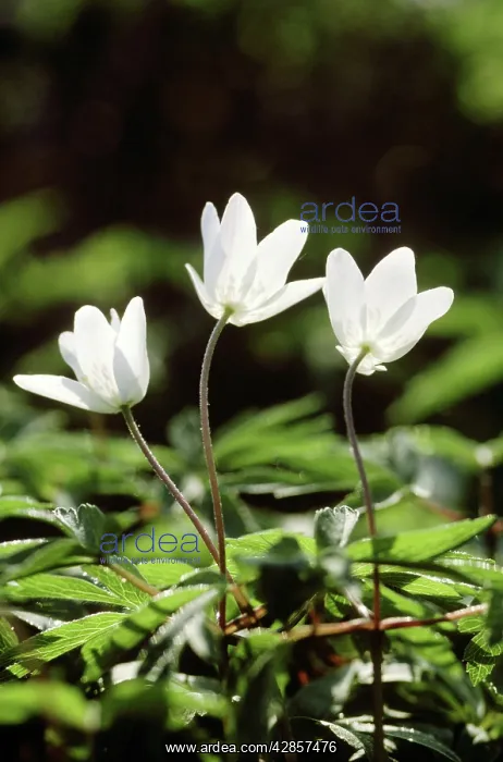 : Wood Anemone - flowers, closing in the evening : Wood Anemone - flowers, closing in the evening