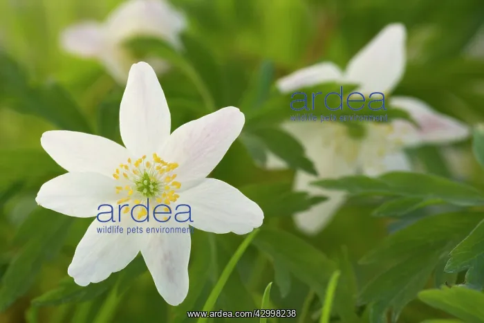 : Wood Anemone - in a meadow in early Spring : Wood Anemone - in a meadow in early Spring