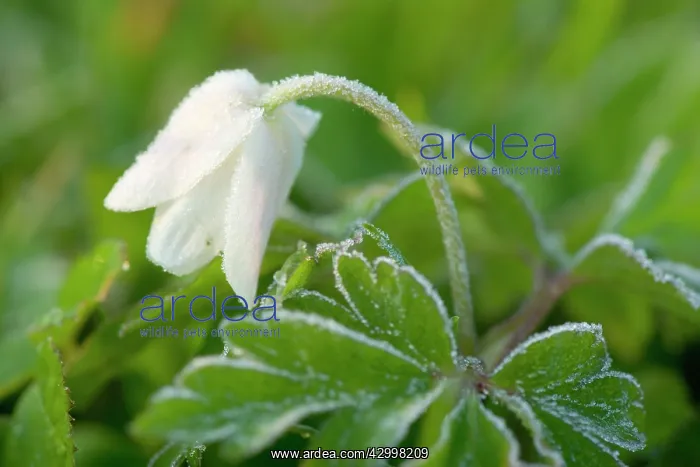 : Wood Anemone - single flower with frost - in a : Wood Anemone - single flower with frost - in a