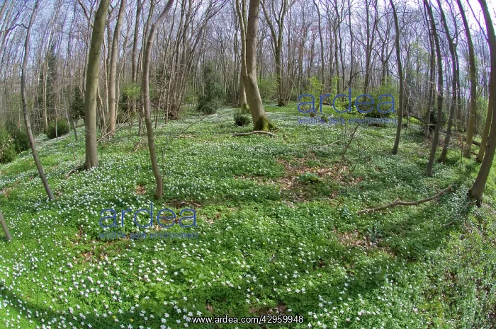 : Wood Anemone - in wood : Wood Anemone - in wood