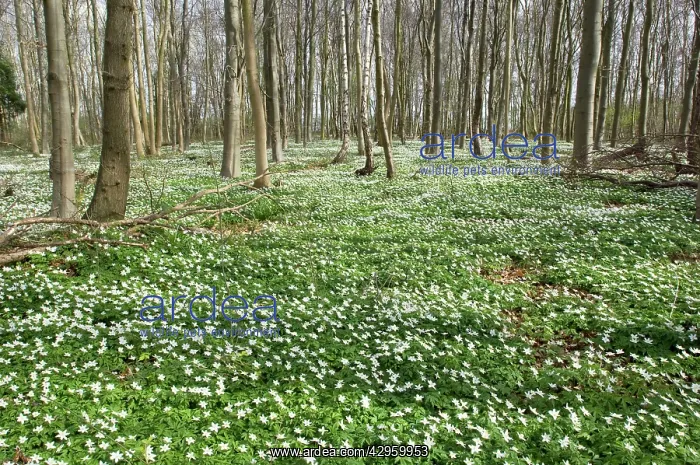 : Wood Anemone - in wood : Wood Anemone - in wood