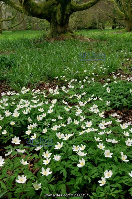 : Wood ANEMONE - woodland plant growing from a rhizome : Wood ANEMONE - woodland plant growing from a rhizome