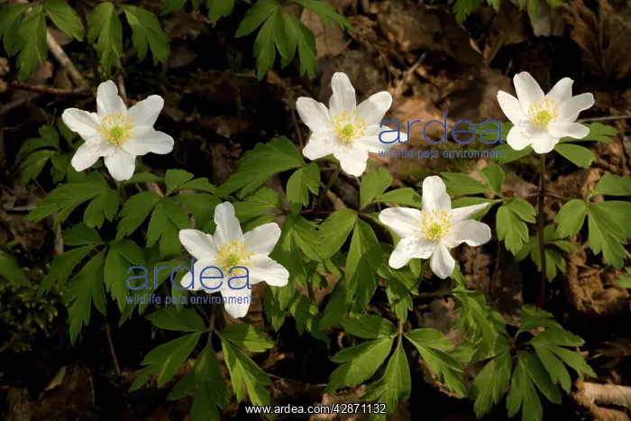  : Wood anemones
