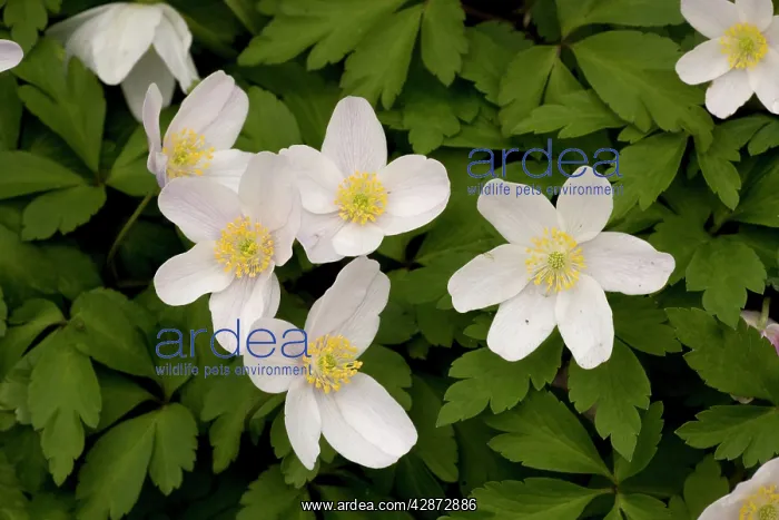  : Wood anemones